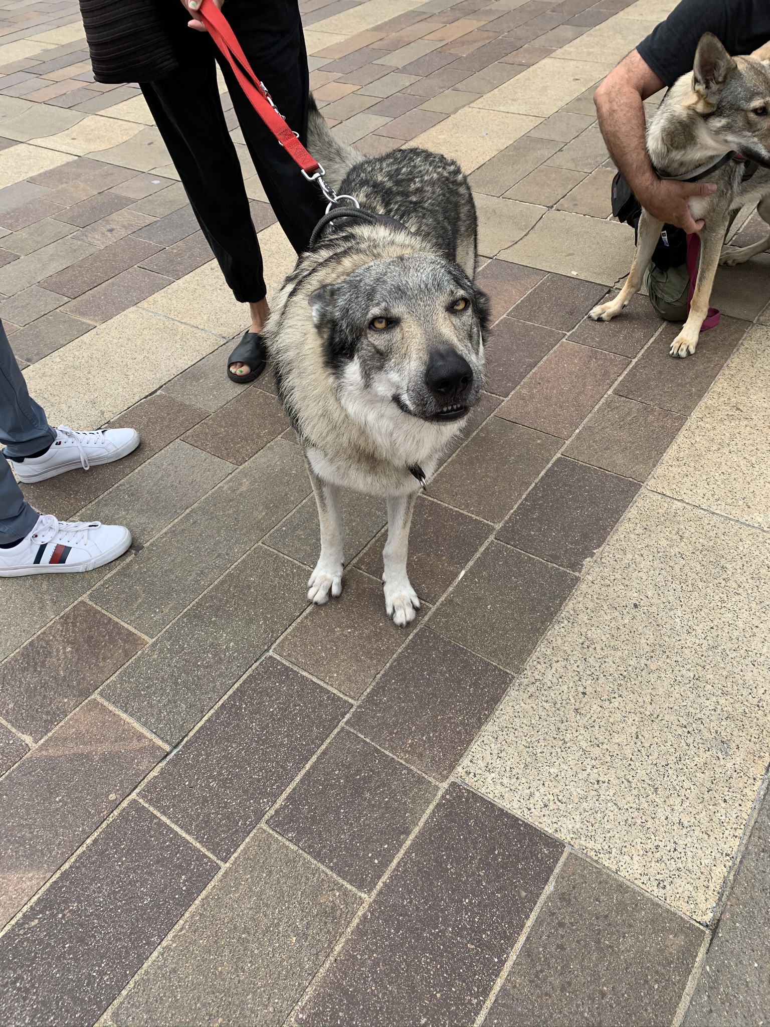 immagine di galleria 'Festa dello Sport, Volontariato e Salute 2021'