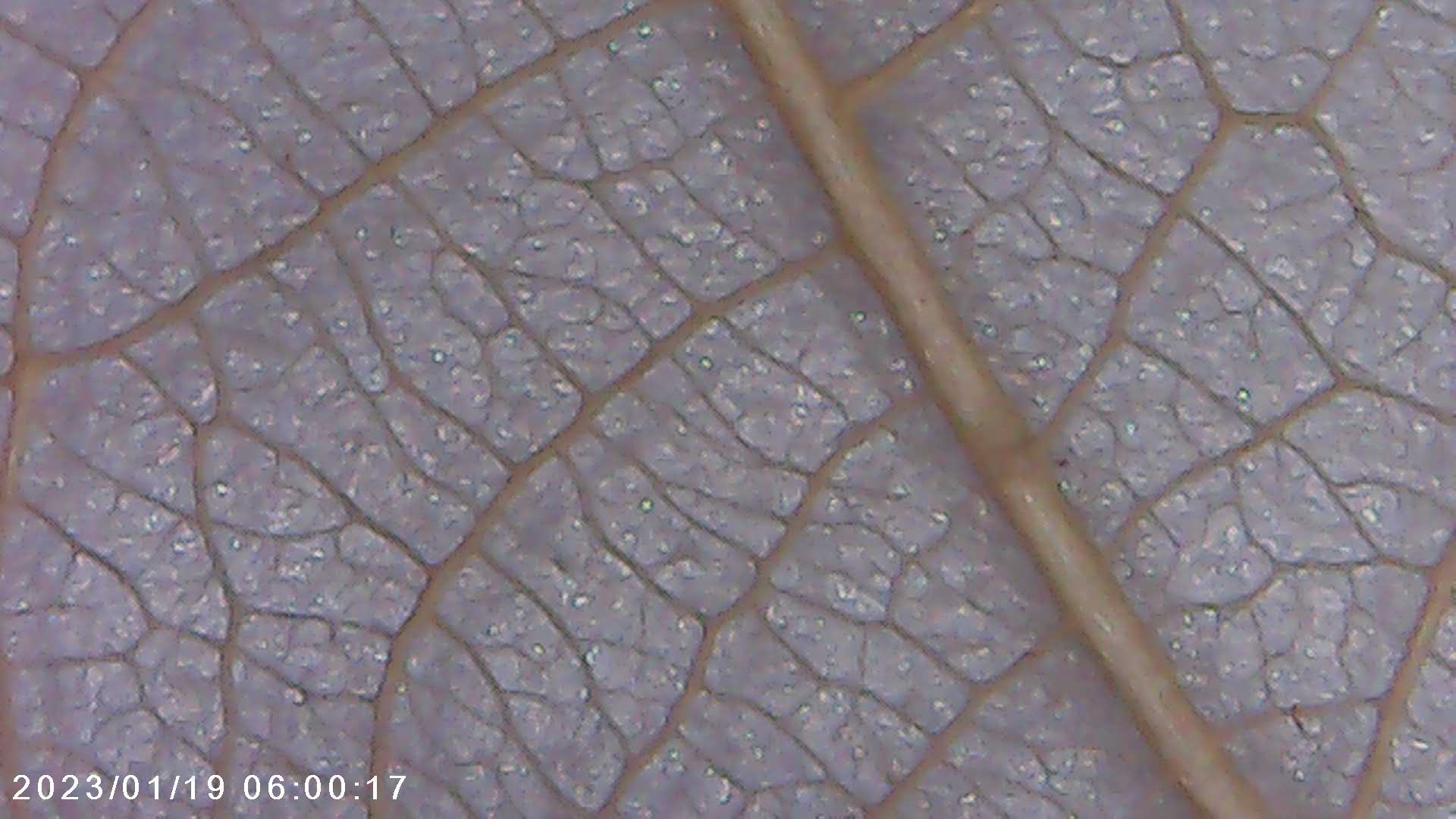 immagine di galleria