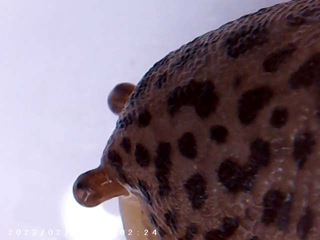 immagine di galleria 'Scatti al microscopio: laboratorio di Giocheria “Curiosi di natura”'