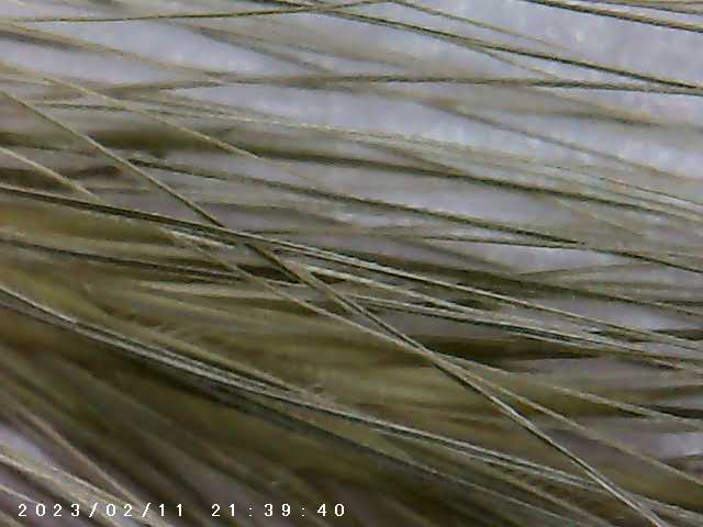 immagine di galleria 'Scatti al microscopio: laboratorio di Giocheria “Curiosi di natura”'