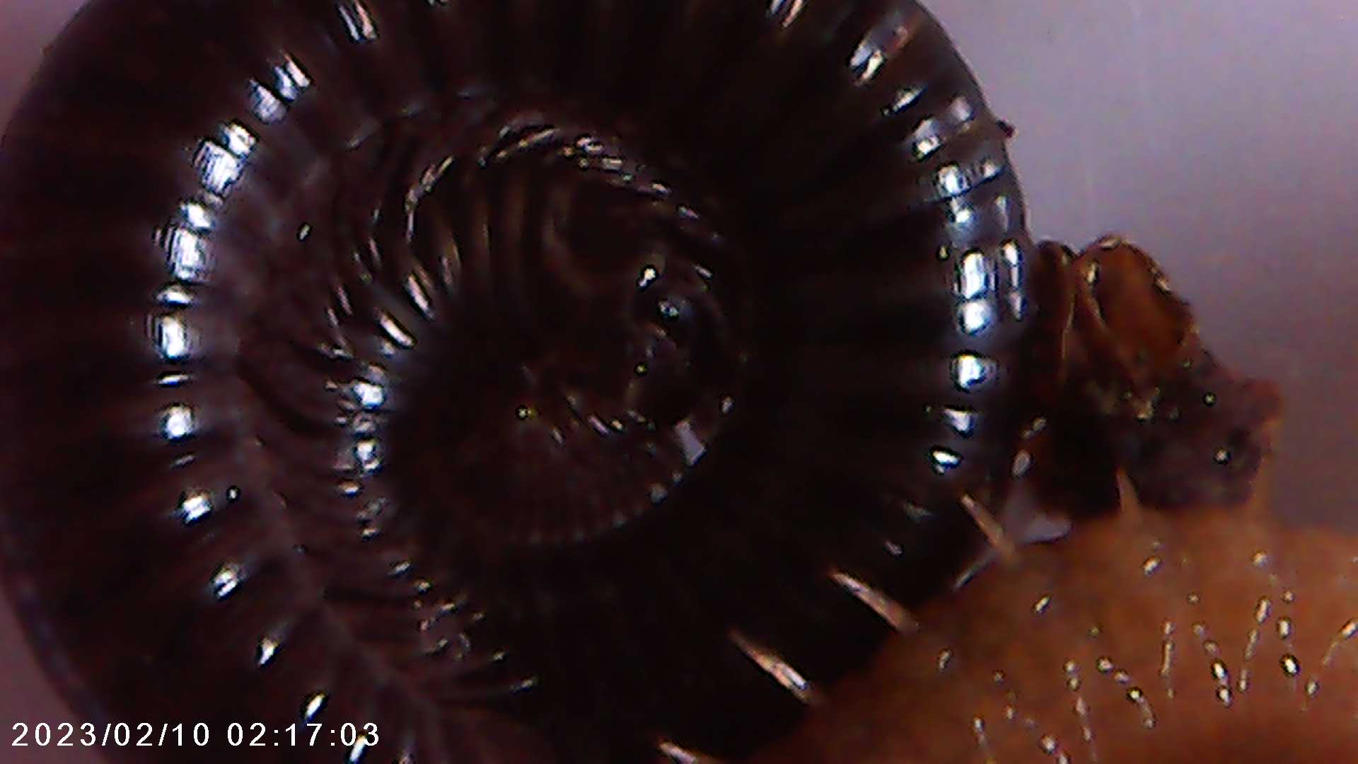 immagine di galleria 'Scatti al microscopio: laboratorio di Giocheria “Curiosi di natura”'