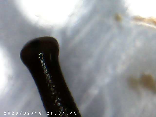 immagine di galleria 'Scatti al microscopio: laboratorio di Giocheria “Curiosi di natura”'