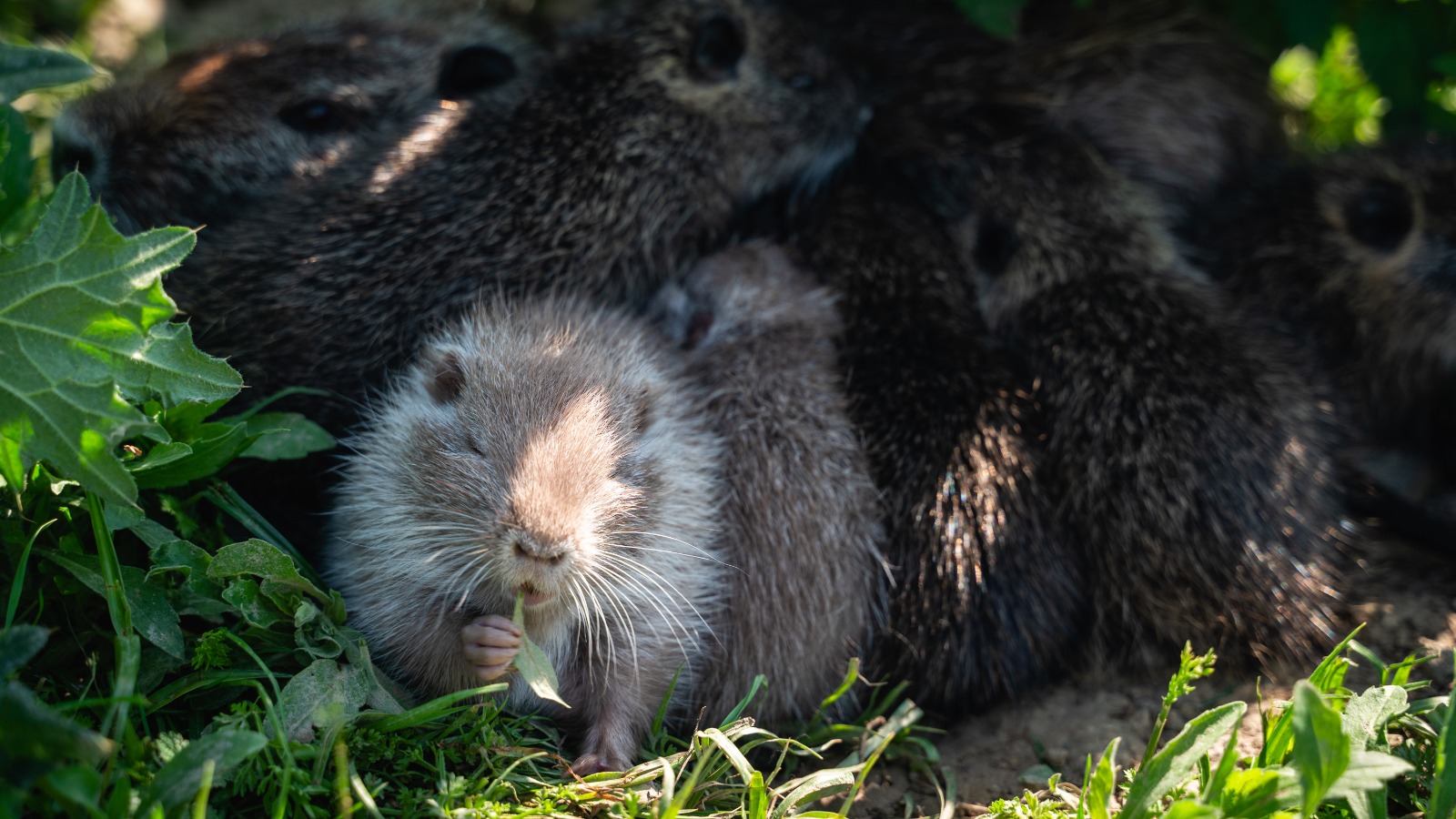 immagine di galleria 'Un progetto per fermare la riproduzione incontrollata delle nutrie'