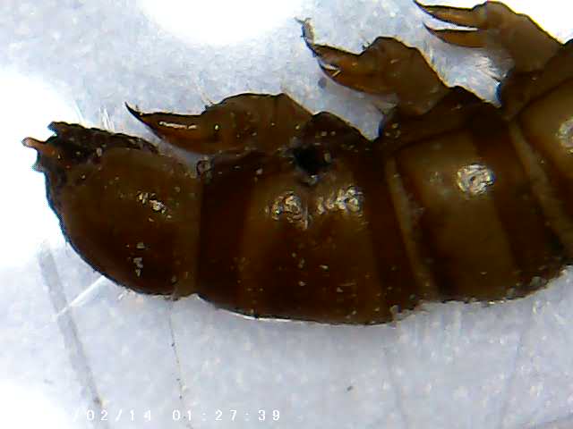 immagine di galleria