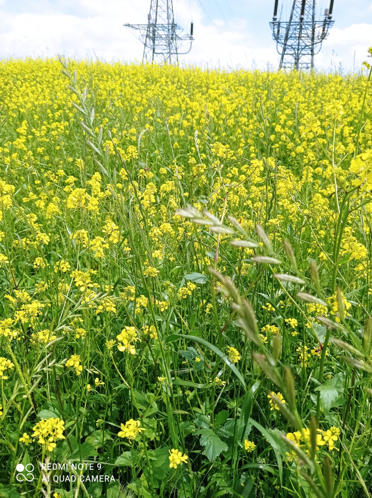 immagine di galleria