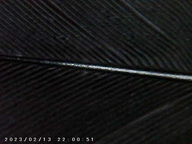 immagine di galleria 'Scatti al microscopio: laboratorio di Giocheria “Curiosi di natura”'