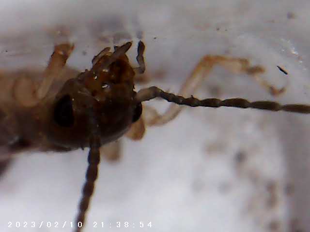 immagine di galleria 'Scatti al microscopio: laboratorio di Giocheria “Curiosi di natura”'