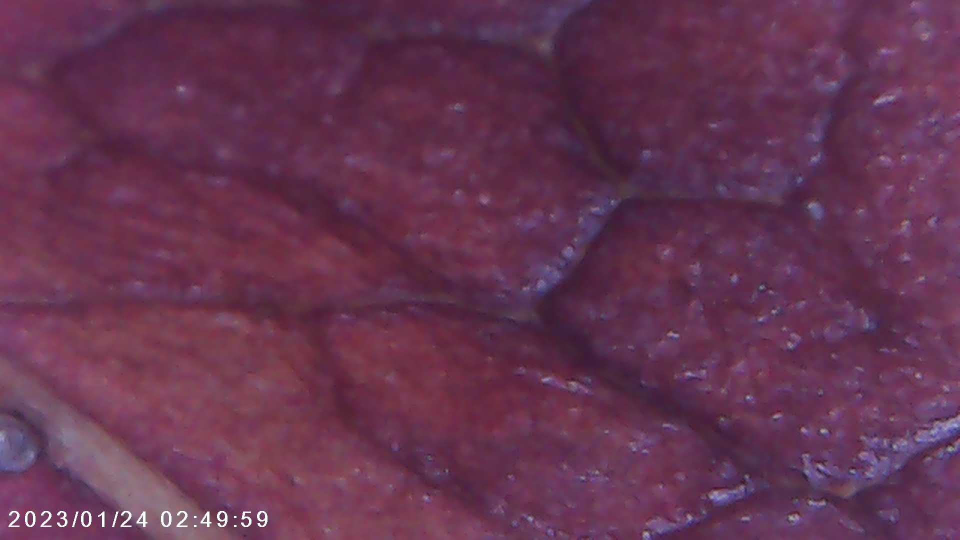 immagine di galleria 'Scatti al microscopio: laboratorio di Giocheria “Curiosi di natura”'