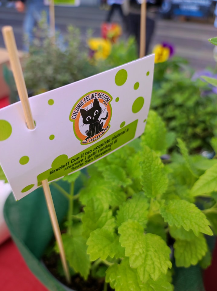 immagine di galleria