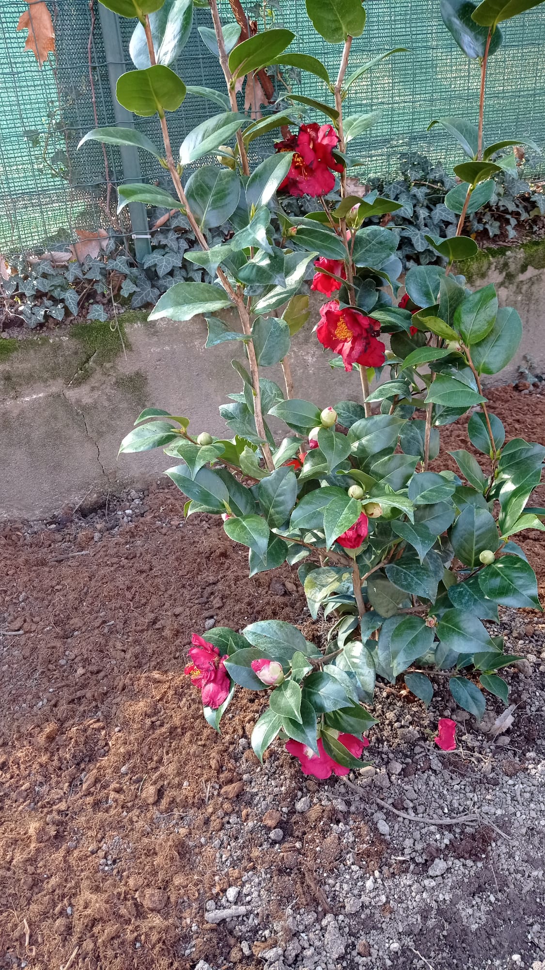 immagine di galleria