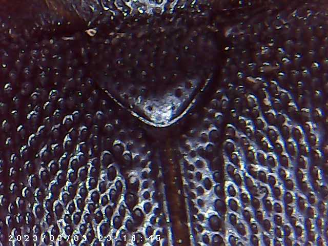 immagine di galleria 'Scatti al microscopio: laboratorio di Giocheria “Curiosi di natura”'