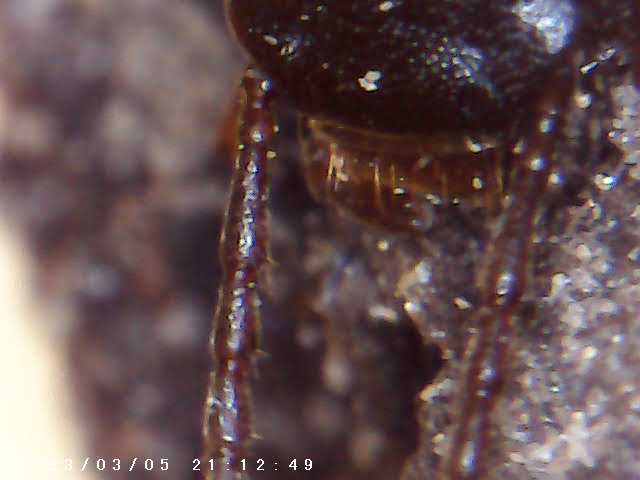 immagine di galleria 'Scatti al microscopio: laboratorio di Giocheria “Curiosi di natura”'