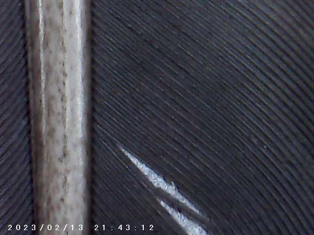 immagine di galleria 'Scatti al microscopio: laboratorio di Giocheria “Curiosi di natura”'