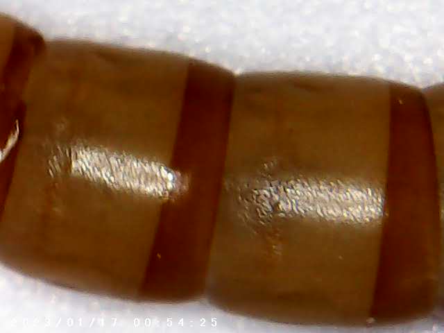 immagine di galleria