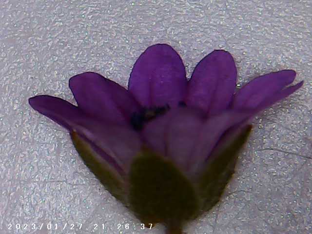 immagine di galleria 'Scatti al microscopio: laboratorio di Giocheria “Curiosi di natura”'