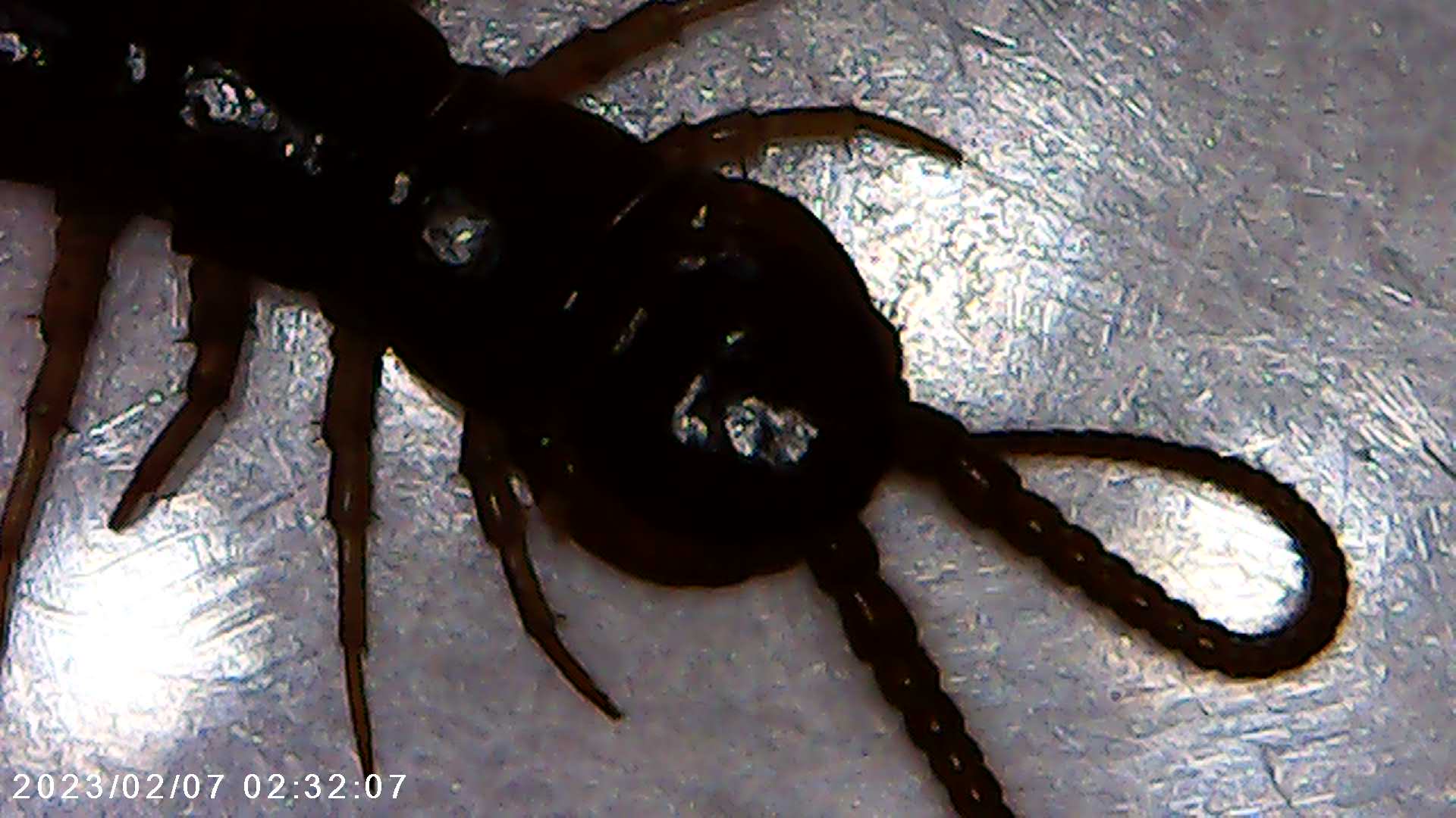 immagine di galleria 'Scatti al microscopio: laboratorio di Giocheria “Curiosi di natura”'