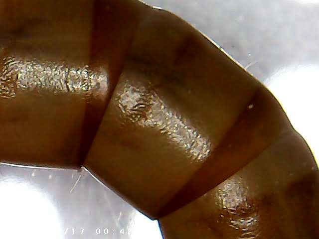 immagine di galleria 'Scatti al microscopio: laboratorio di Giocheria “Curiosi di natura”'