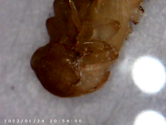 immagine di galleria 'Scatti al microscopio: laboratorio di Giocheria “Curiosi di natura”'