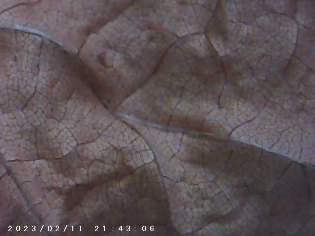 immagine di galleria 'Scatti al microscopio: laboratorio di Giocheria “Curiosi di natura”'