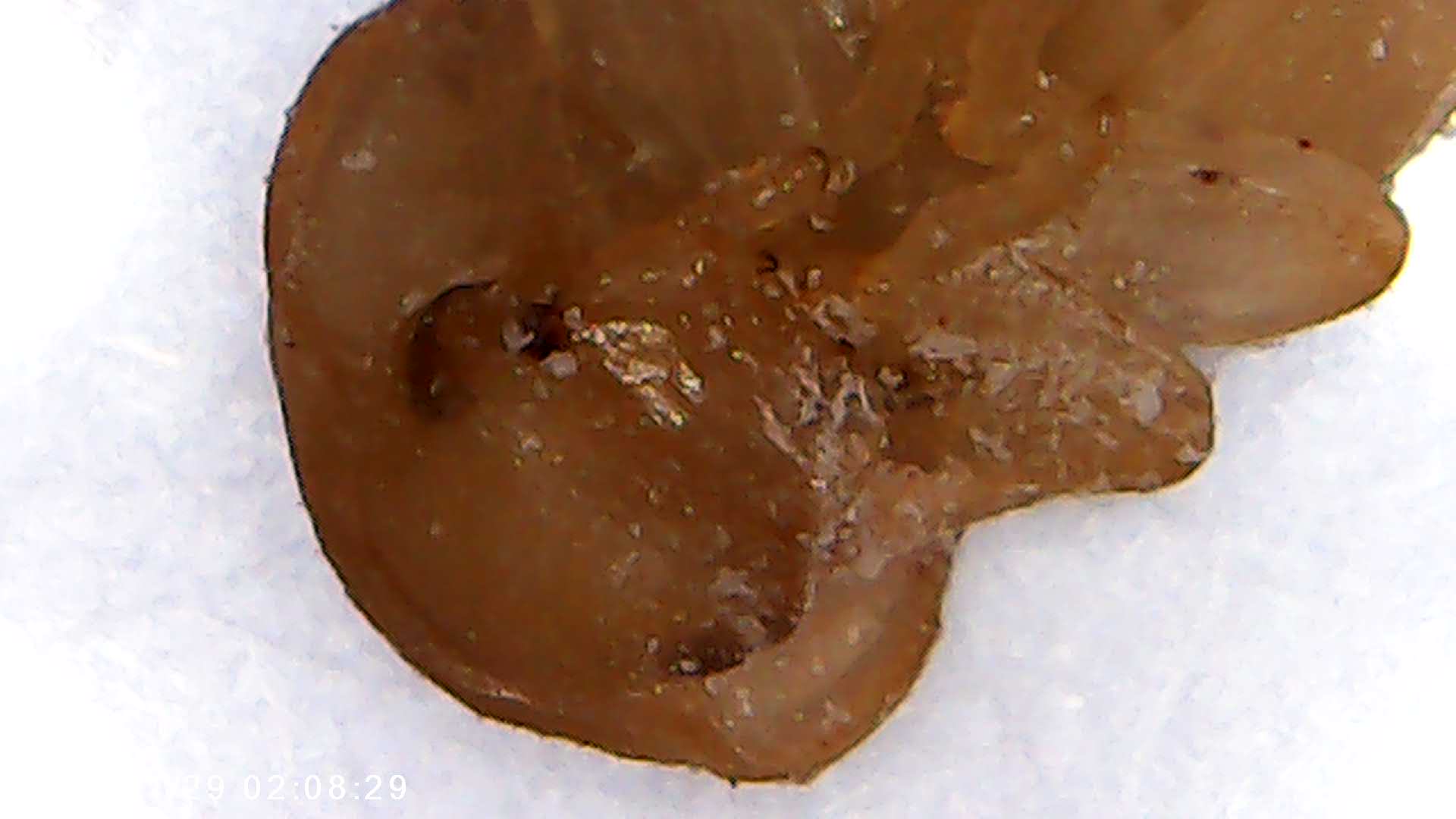 immagine di galleria