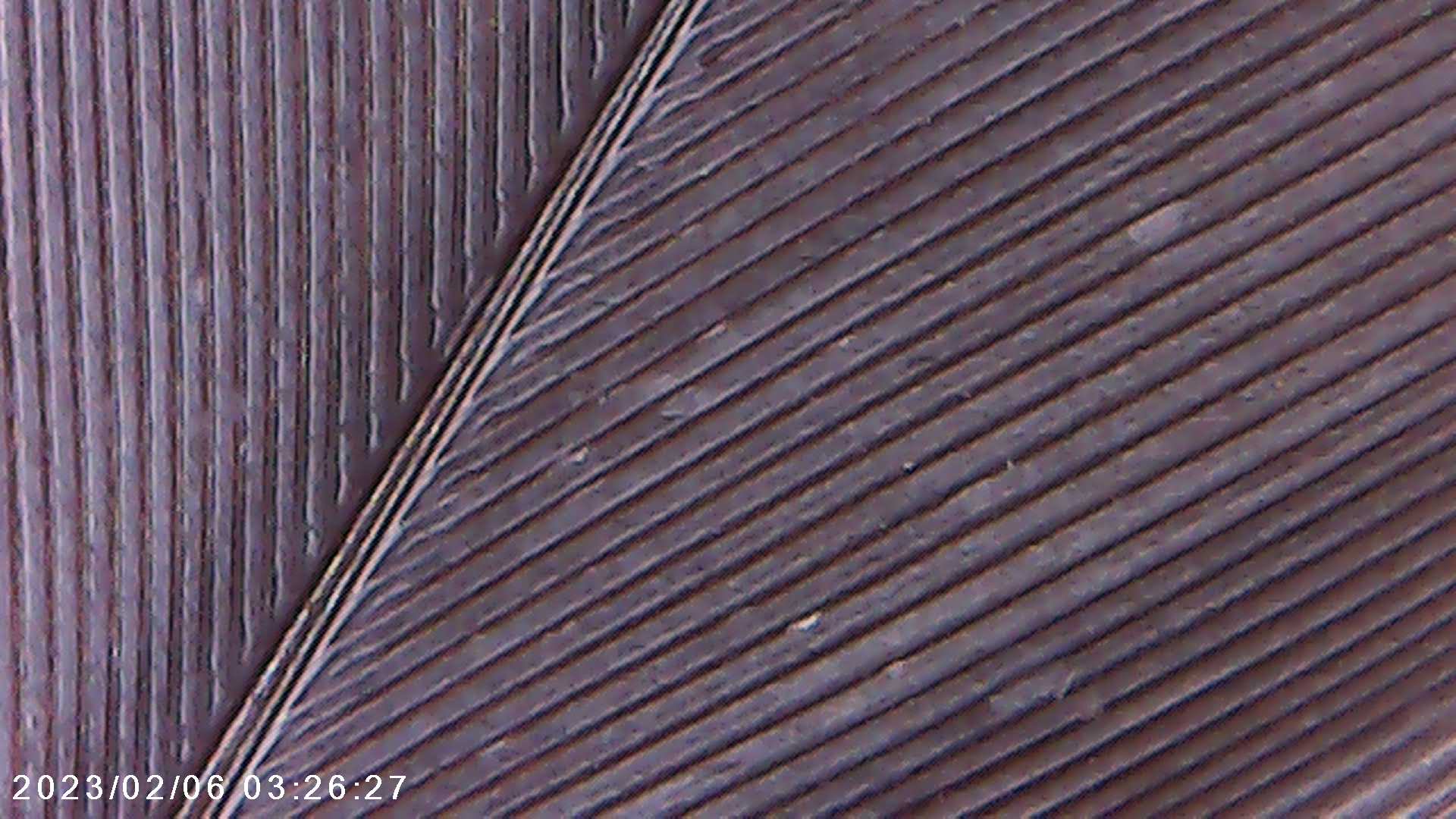 immagine di galleria 'Scatti al microscopio: laboratorio di Giocheria “Curiosi di natura”'