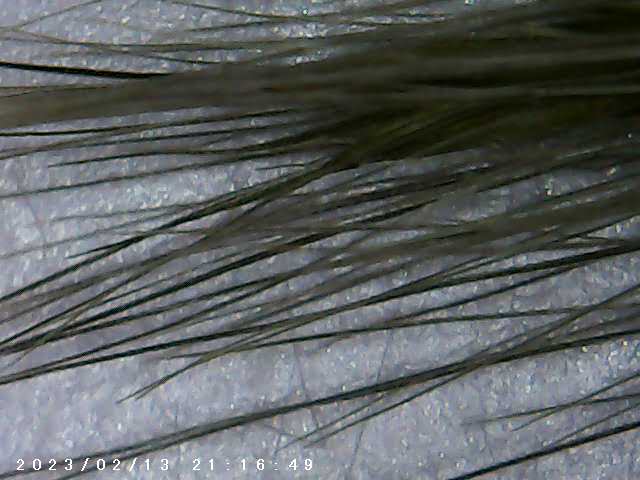 immagine di galleria 'Scatti al microscopio: laboratorio di Giocheria “Curiosi di natura”'