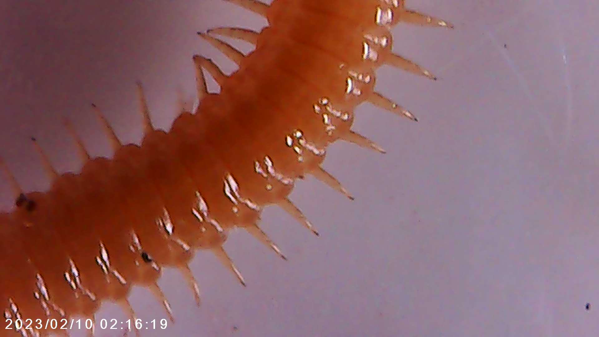 immagine di galleria 'Scatti al microscopio: laboratorio di Giocheria “Curiosi di natura”'