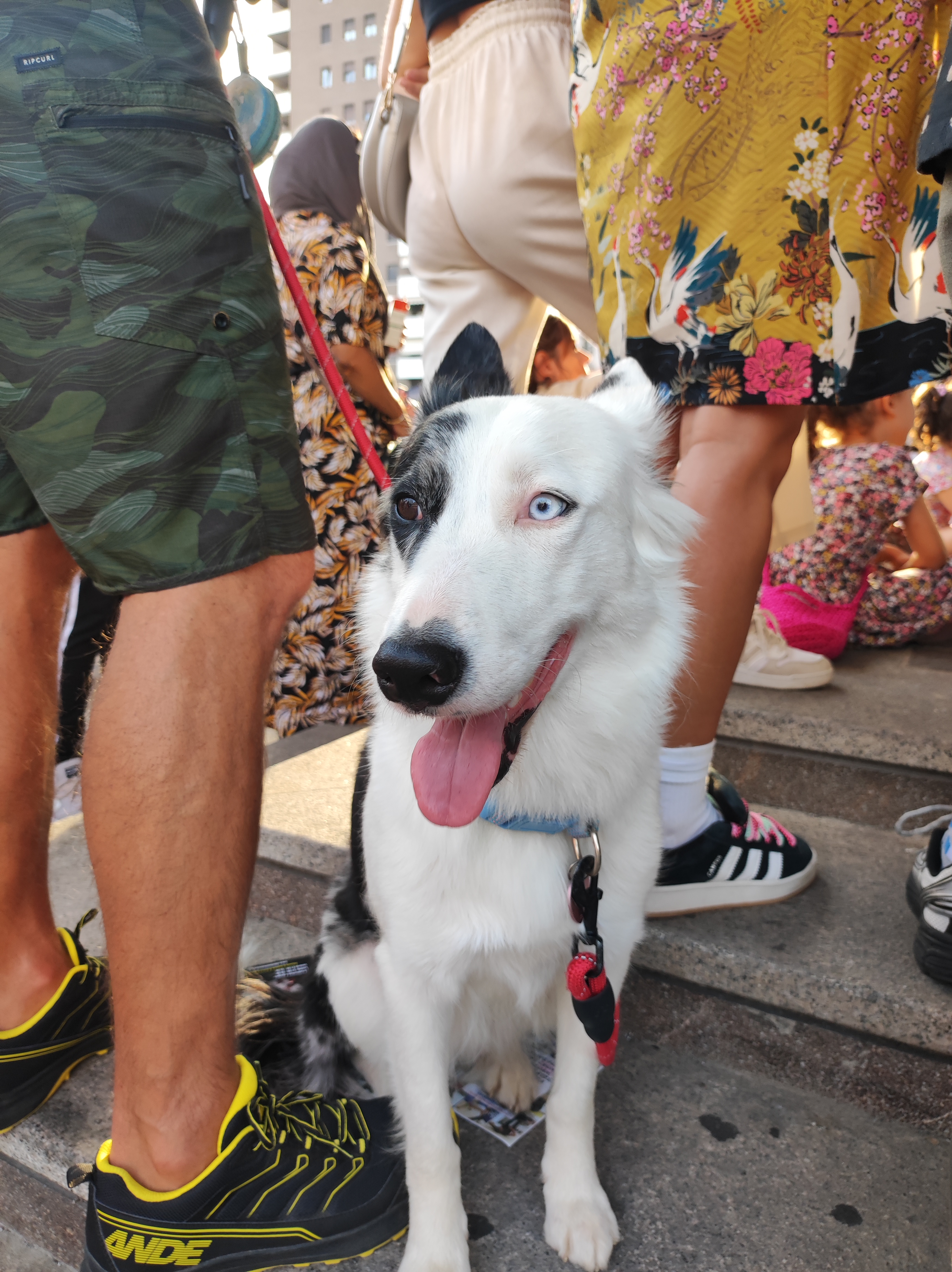 immagine di galleria 'Festa dello Sport, del Volontariato e della Salute 2025'