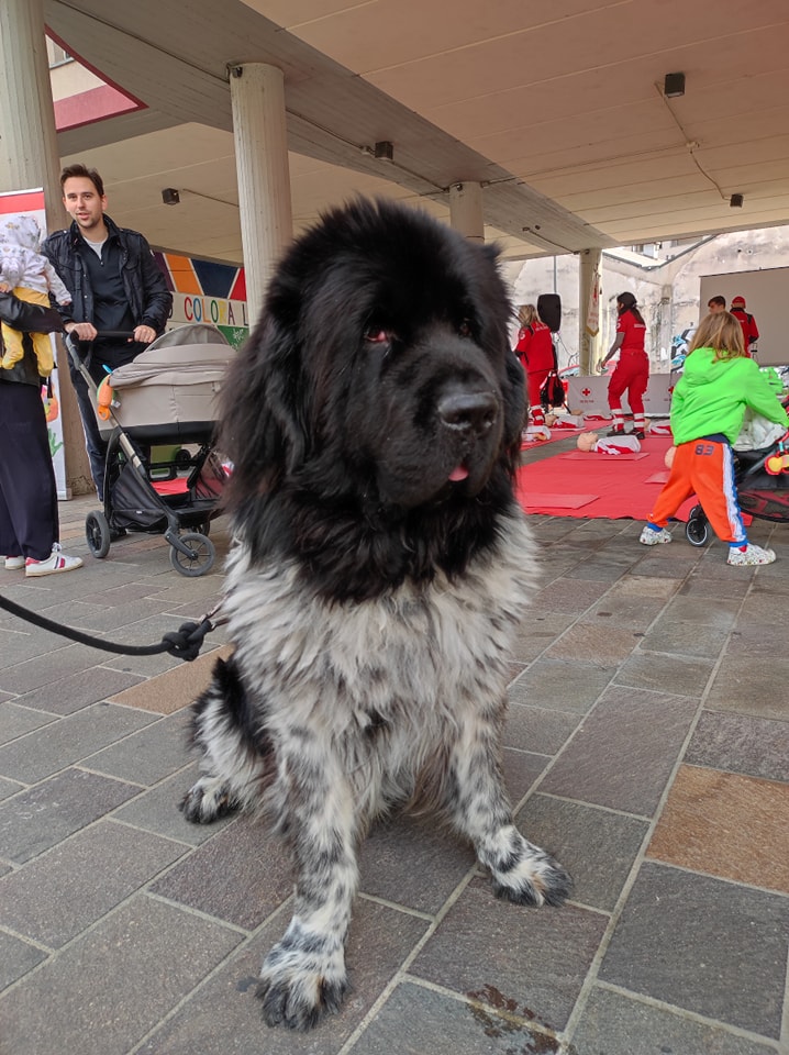 immagine di galleria 'Festa dello Sport, del Volontariato e della Salute 2022'
