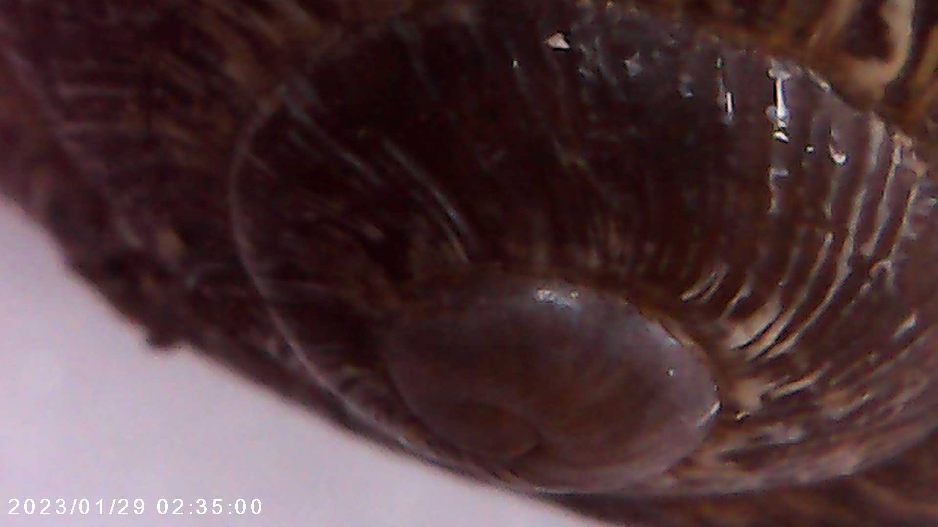 immagine di galleria 'Scatti al microscopio: laboratorio di Giocheria “Curiosi di natura”'