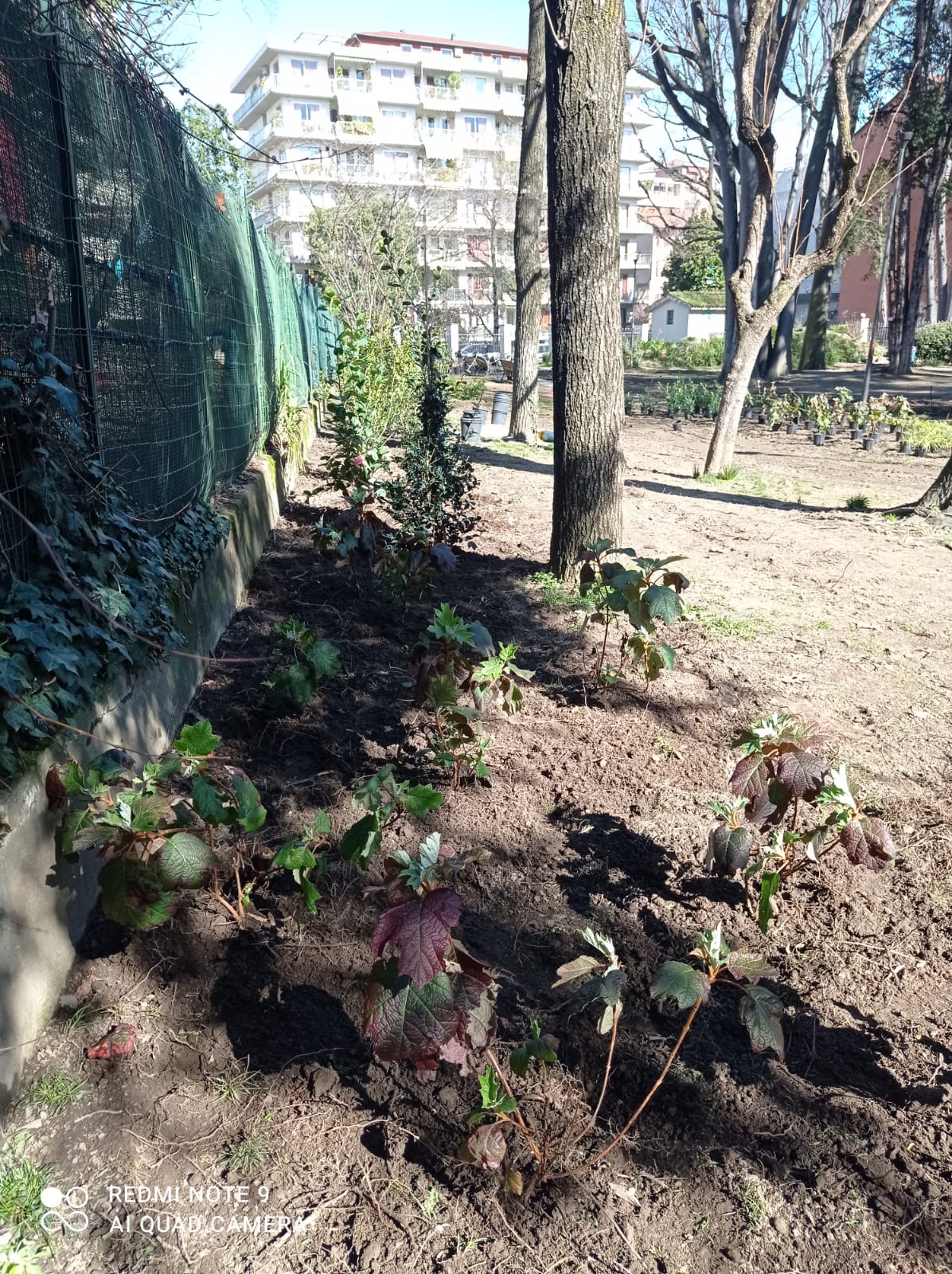 immagine di galleria 'Restyling del giardino di villa Mylius - prima parte'